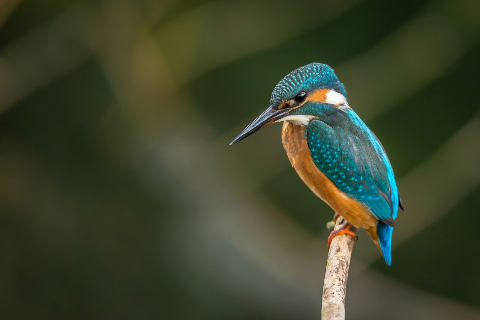 A brightly coloured kingfisher perched by the water, one of Chitwan's many bird species