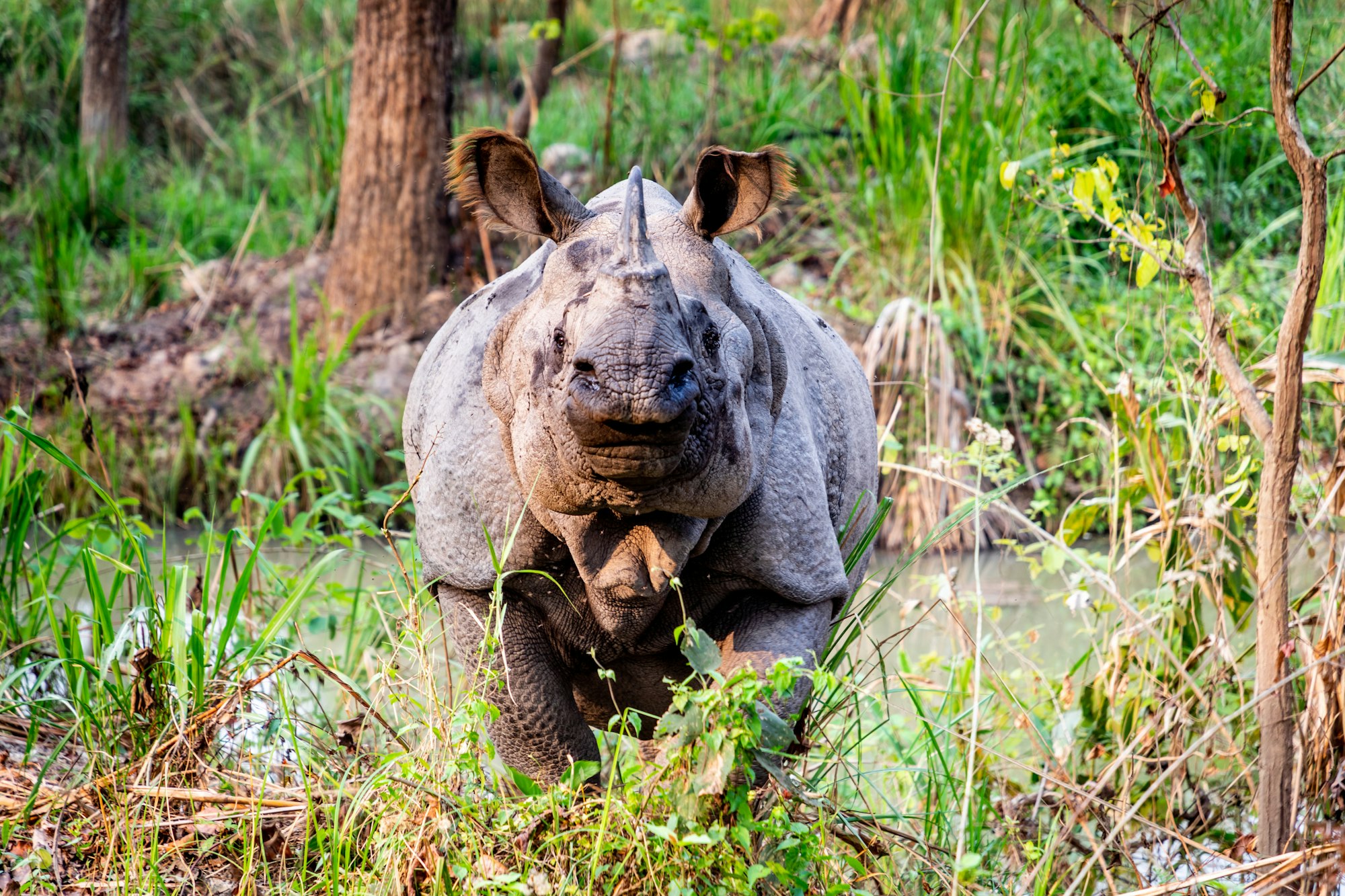 A one-horned rhino grazing in tall grassland, Chitwan, Nepal
