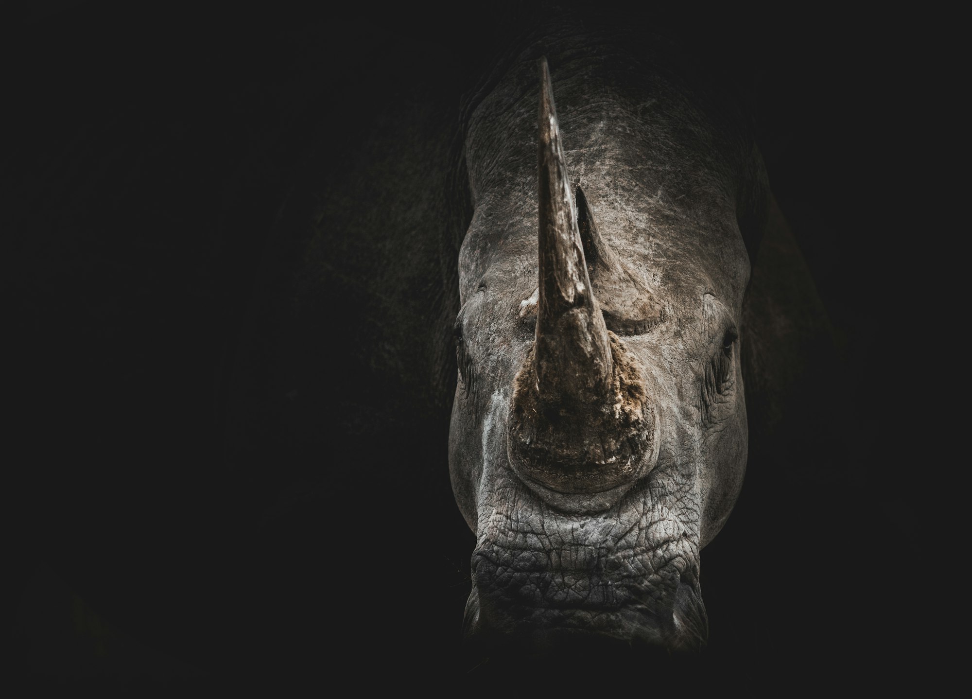 A greater one-horned rhinoceros standing in tall grassland in the Terai lowlands of Nepal