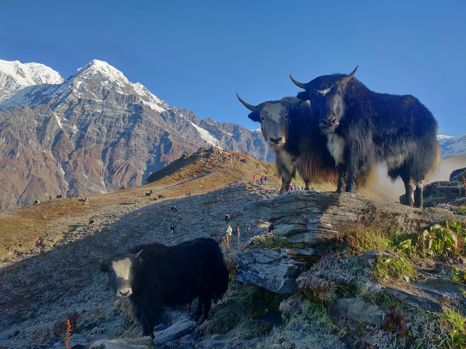Yaks grazing on a ridge with snow-capped Himalayan peaks behind, Mustang region, Nepal