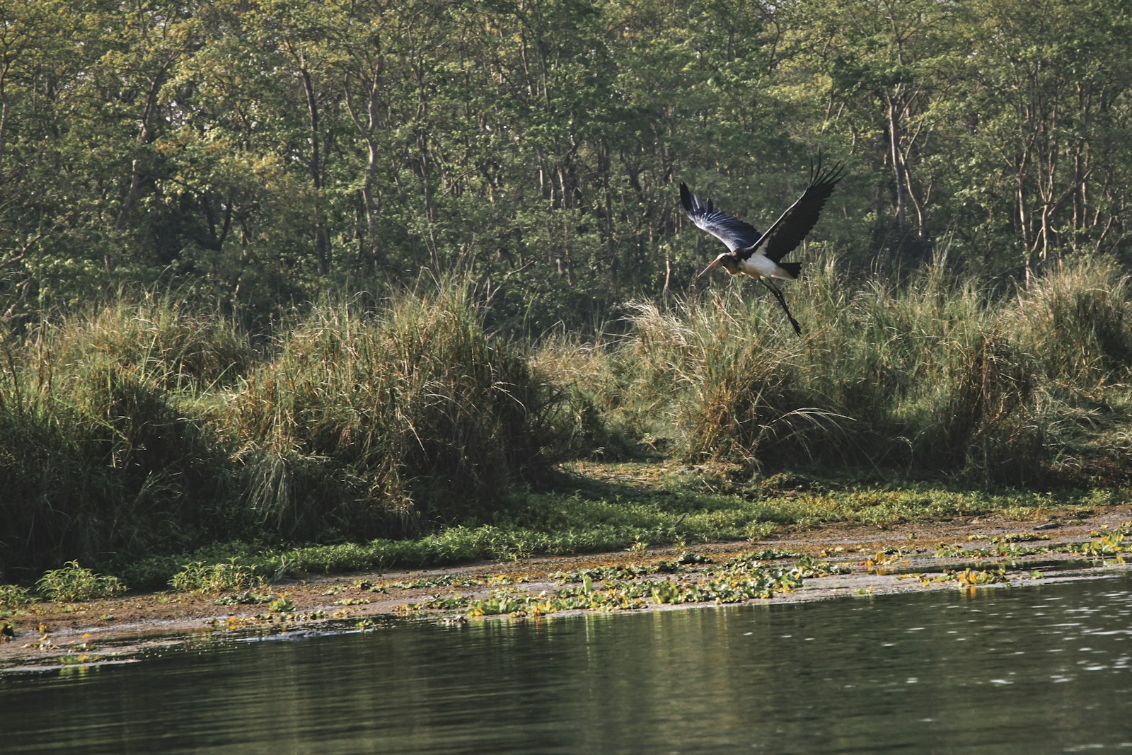 A bird flying low over a calm river in Chitwan National Park, Nepal