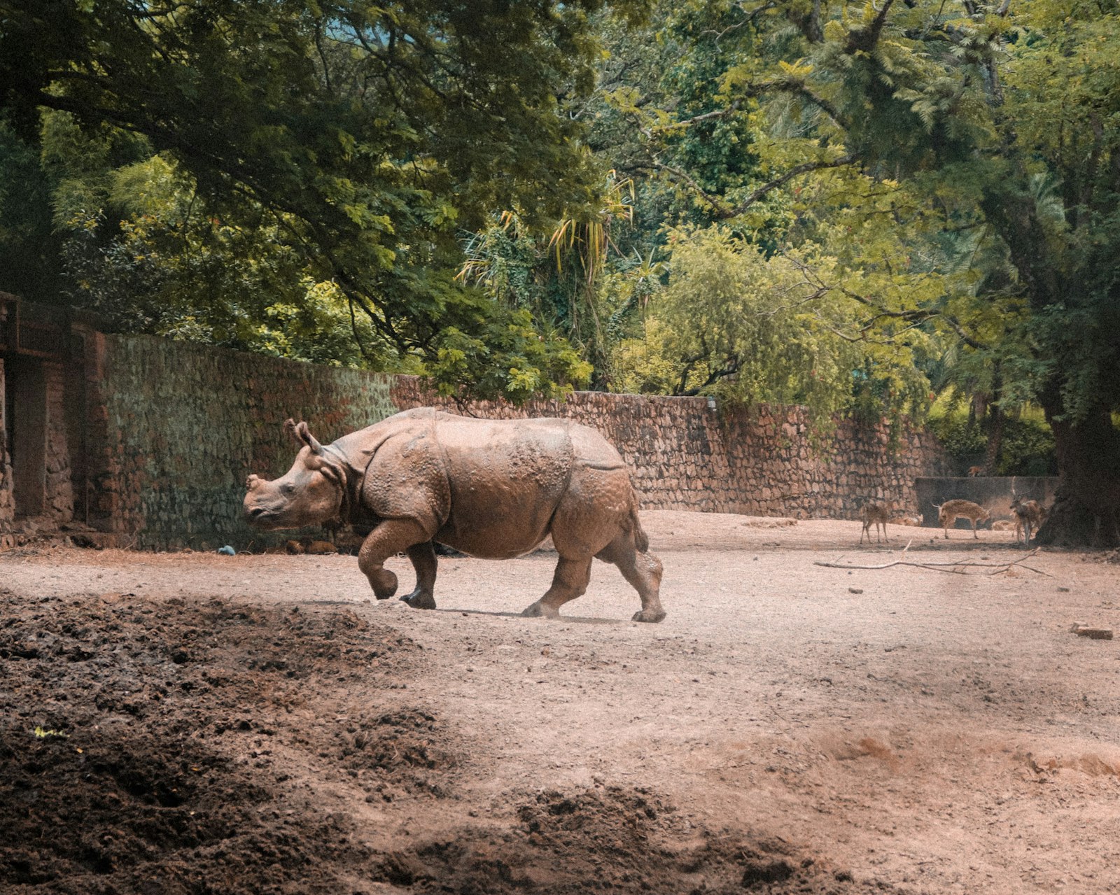 A one-horned rhino grazing in subtropical grassland