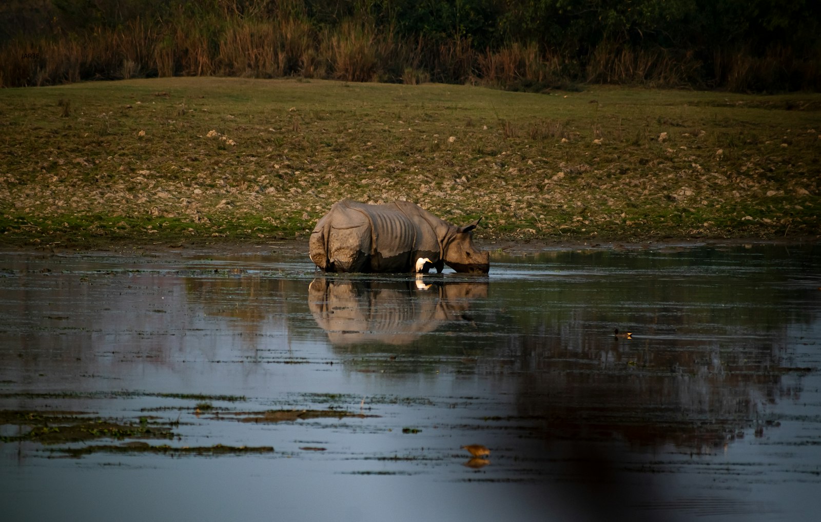 A one-horned rhinoceros standing in a body of water in the Terai grasslands, Nepal